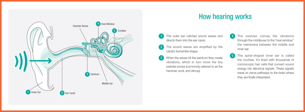 How Hearing Works